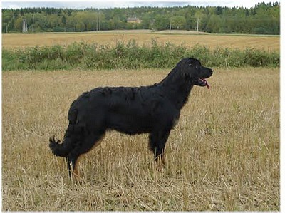 Zeppelin, Sohn von Aquilo vom Franziskanerhof