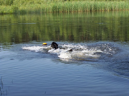 Achtel springt in die Fluten