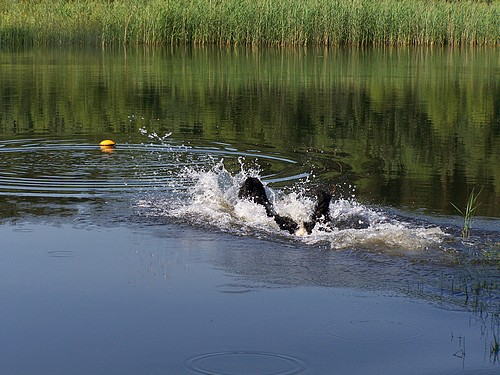 Achtel liebt Wasser