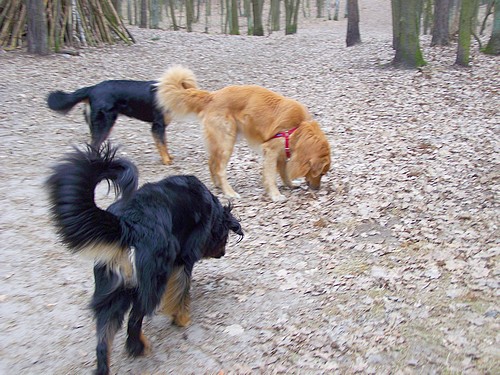 3 Generationen vom Drei Ruten berg, A, B und D-Wurf