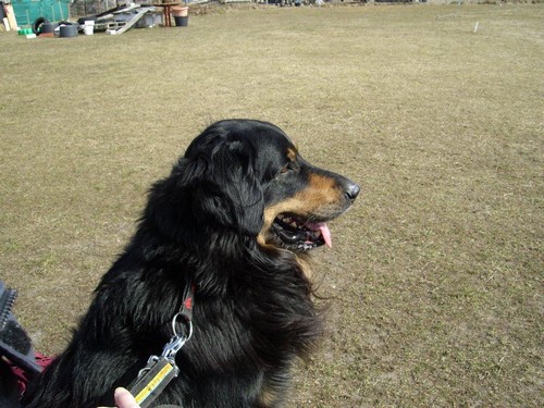 Anchal auf dem Hundeplatz