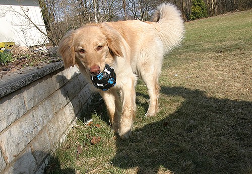 Bailey vom Drei Ruten Berg im März 2011