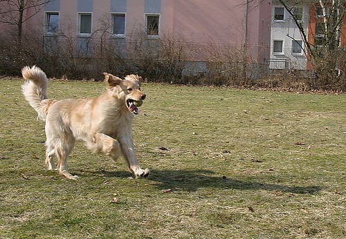 Bailey ist sehr temperamentvoll, kräftig und gut gelaunt