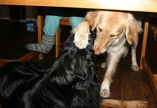 Bailey beim Spielen mit Halbbruder Ajushi