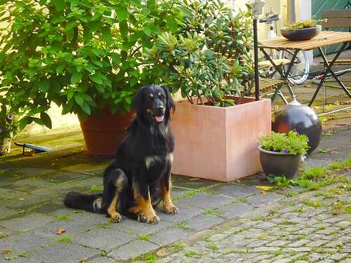 Benika vom Drei Ruten Berg, 15 Monate alt