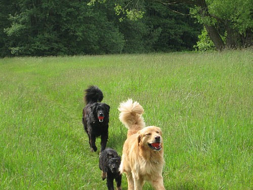 Halbbruder Akino, Benika und Basco