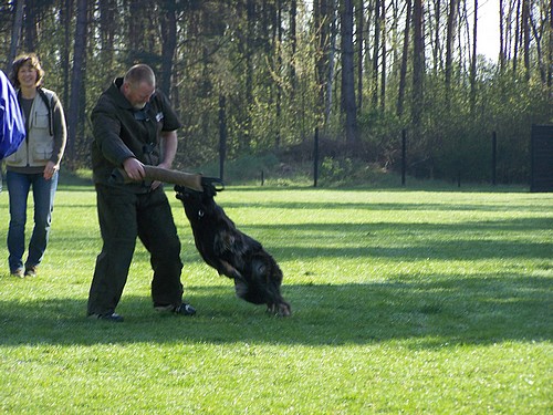 Bibi beim Spielen mit der Fremdperson