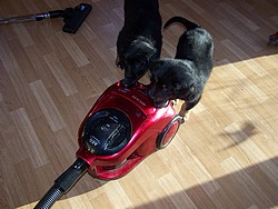 Der Staubsauger muß doch bestimmte geschoben werden