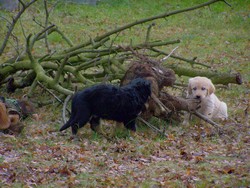 Wuffels im Wald