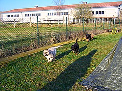 Geschwister treffen sich in der Welpenschule wieder