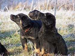 Amita, Anusha und Anju