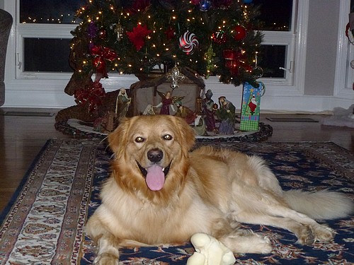 Bronski unter dem Weihnachtsbaum