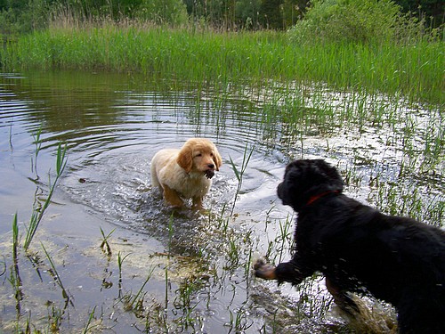 Wasserspiele