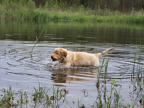 Und wieder schwimmen