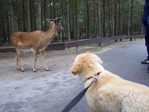 Komischer Hund