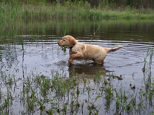 Buran in seinem Element