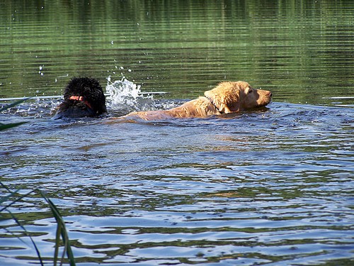 Nicht mehr aus dem Wasser zu kriegen