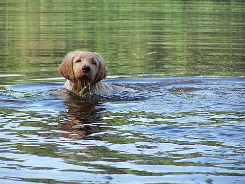 Und wieder schwimmen