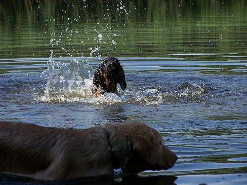 Butz beim Schwimmen