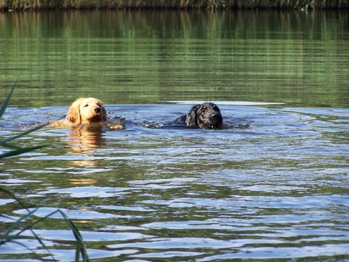 Butz und bruder Buran beim Schwimmen