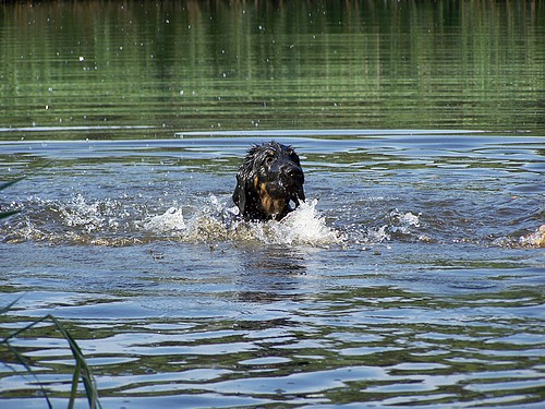 Butz schwimmt für sein Leben gern