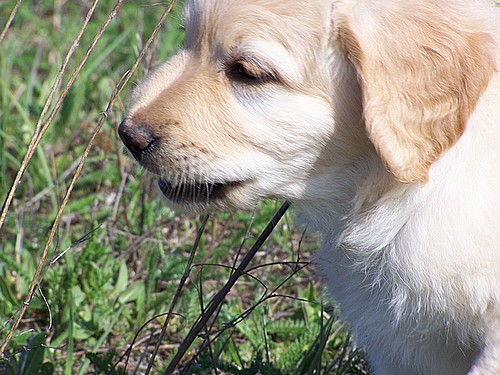 Baschir und das Gras