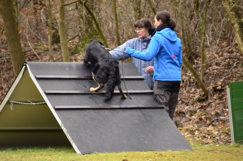 Caprice auf dem Hundeplatz