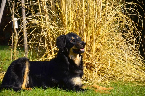 Caprice im Sonnenbad