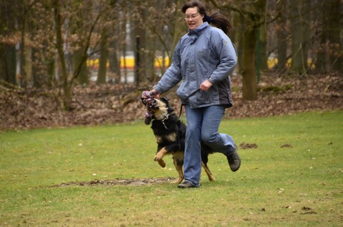 Spielen auf dem Hundeplatz