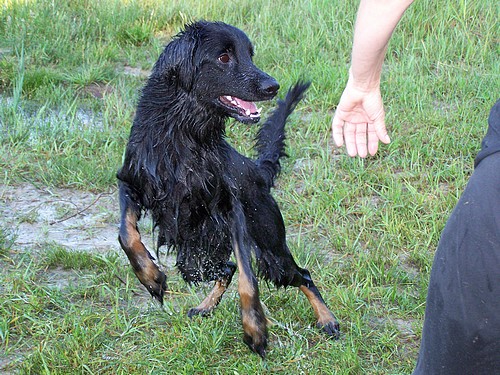 Carlotta will wieder ins Wasser