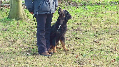 Chanty bei der Ausbildung auf dem Hundeplatz