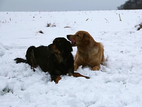 Chanty und Rudelmitglied Pino