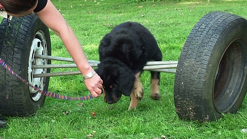 Chanty in der Welpenspielstunde