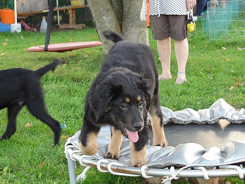 Chanty auf dem Hundeplatz