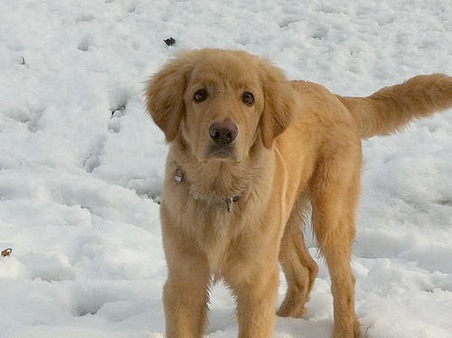 Chaplin und der erste Schnee