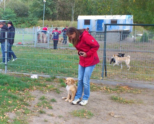 Welpenspielstunde