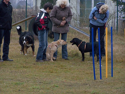 Begegnungen im Welpenspiel