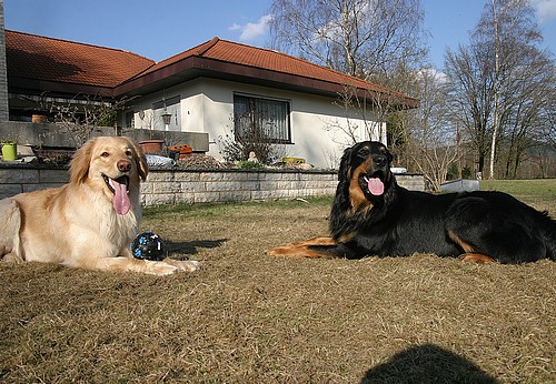 Bailey und Ajushi vom Drei Ruten Berg