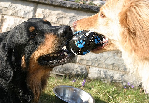 Ajushi und Bailey beim Spiel