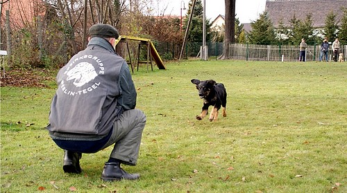 Crisu und Bernd in der Welpenschule