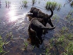 Wasserspiel