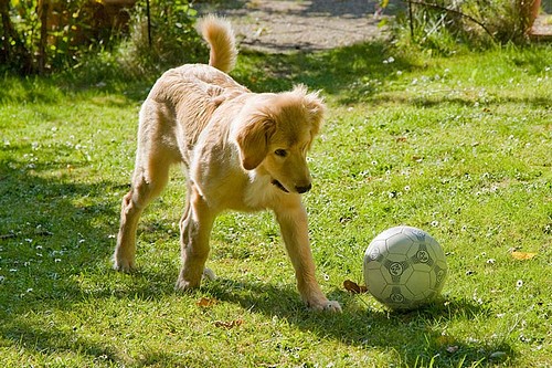 los, lauf weg Du Ball