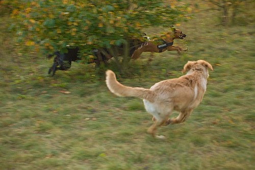 Nur fliegen ist schoener