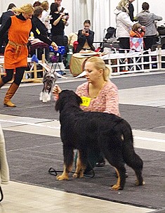 dotti auf einer Ausstellung