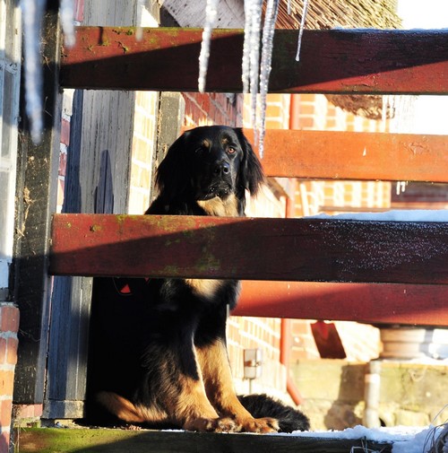 dotti in ihrer Heimat