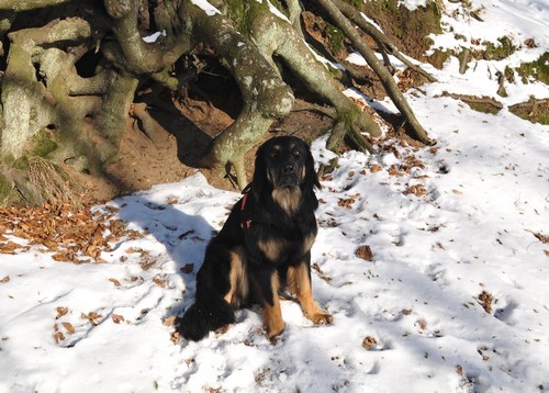 dotti im sonnenschnee