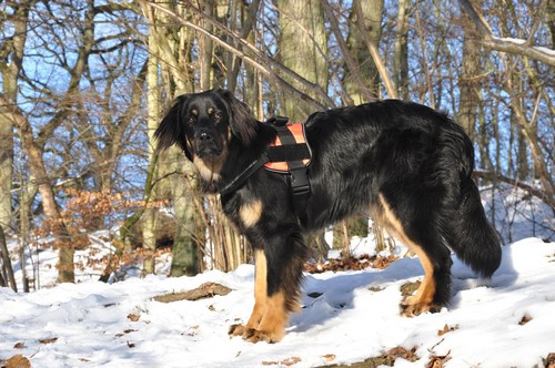 dotti erklimmt Hügel und Berge