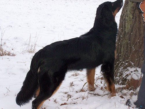 Dwina würde gerne auf den Baum klettern