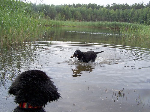 Wasserbeute