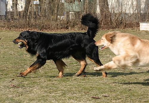 Ajushi und seine Lebensgefährten und Halbschwester Bailey